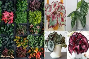 گیاهان آپارتمانی با رنگ های خاص و شارپ / خونت اگه بهشت باشه شک نکن حوریاش این خوشگلان