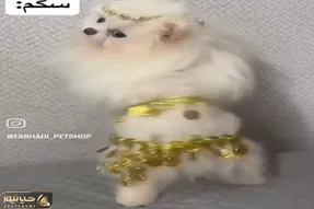 آواز شاد؛ تا حالا رقص عربی سگ دیدی؟ انقد نمکه از خنده غش میکنی صاحبش چطور راضیش کرده!