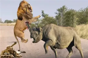 مستند حیات وحش؛ شیر با حمله به کرگدن به استقبال مرگ رفت