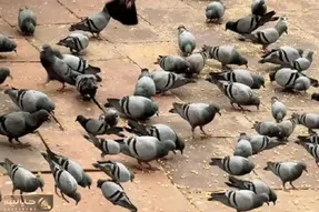 بازی فکری؛ حتی خلبان هام نتونستن جغد مخفی بین کبوترارو پیداکنه تو بتونی واقعا نابغه ای