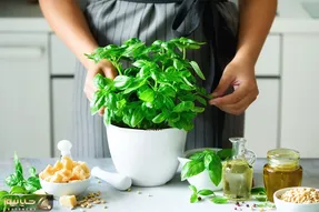 کاشت و برداشت خانگی؛ چجوری توی گلدون ریحان بکاریم؟ همه چیز راجع به نگهداریش