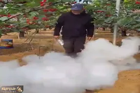 کشاورزی نوین؛ کشاورزای چین به جای کود دادن به میوه ها دود و دم دادن رشدشون ۵ برابر شد