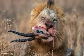 شاهکار حیات وحش؛ شیر سفاک گوزن تیزپار بلعید شاخش حلقشو سوراخ کرد شکمشو جر داد