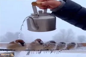 مستند کاوش؛ آب جوش ریخت رو گنجشک های یخ زده شوک وارد شد زنده شدن د فرار