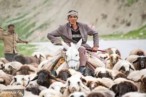 آواز عشایری؛ وقتی چوپان آهنگ گذاشت گوسفندا بشکن بالا میندازن