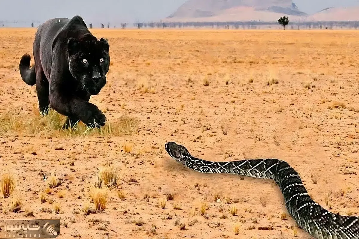 جذابیت حیات وحش / حملات جسورانه مارها به دیگر حیوانات میبلعد تا بلعیده نشود