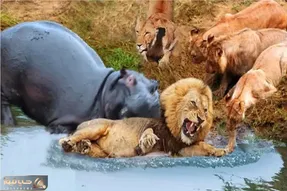 بدایع جیات وحش/گله شیرها پشت دست هم بازی میکنند تا صدای اسب آبی رو در نطفه خفه کنند