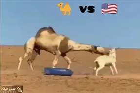 جذابیت حیات وحش/ الاغ دیووانه پای شتر کرد تو حلقش و پایانش نوشته شد
