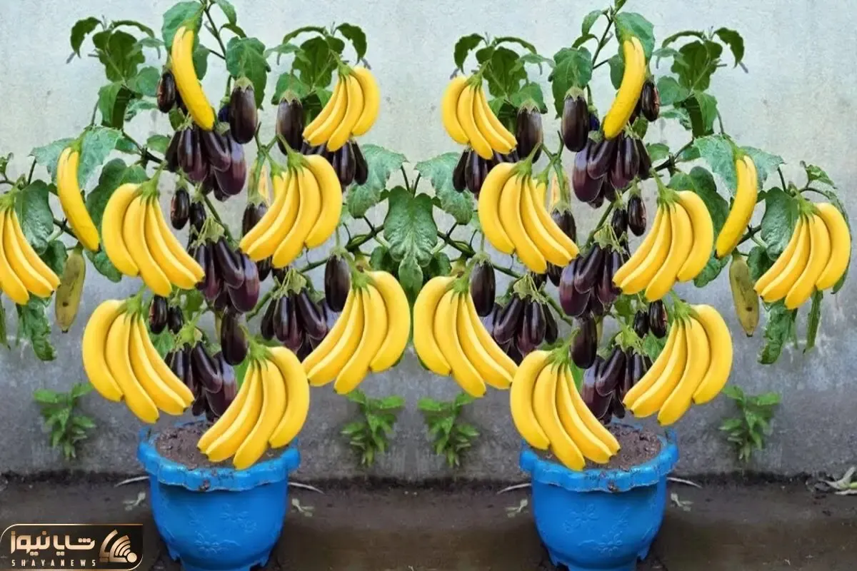 کشاورزی نوین؛ موزو خورده ته پوستشو اینجوری کاشت تو گلدون درخت موز شد از تولید به مصرف