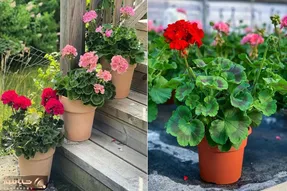 چه خاکی برای شمعدانی مناسبِ؟ یه گل  خوشگل و نوستالژی به یاد قدیم ندیما