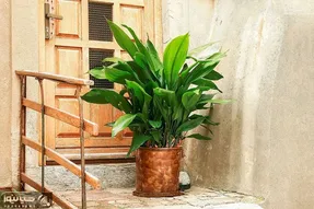کاشت و برداشت خانگی؛ نکات طلایی نگهداری برگ عبایی واسه خونه هایی که نور نداره عالیه