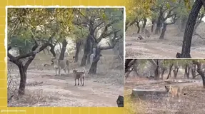 (ویدئو) عجیب ولی واقعی؛ نبرد شجاعانه سگ ولگرد با شیر!