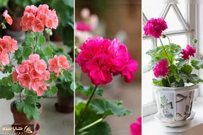 چه نوری برای شمعدانی مناسبِ؟ با این گل خوشگل و جذاب یه خونه رویایی بساز