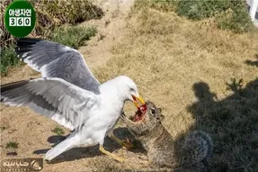 مستند حیات وحش؛ مرغابی دندون سنجاب رو کند از گشنگی تلف شه