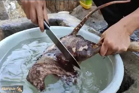 کباب سگ؛ سگ نازنازی پاکوتاه رو آتیش کز میده پوستشو با چاقو میکنه درسته میخوره