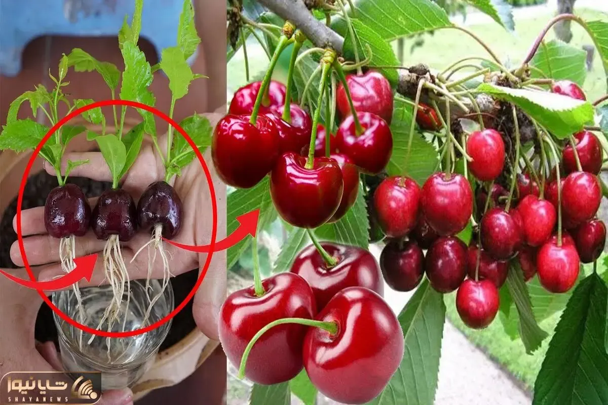 کاشت و برداشت خانگی؛ اینجوری که گفتم تو گلدون گیلاس بکار تضمین میدم که محشر میشه