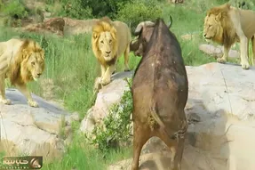 مستند حیات وحش؛ بوفالو پا شکسته توسط سه شیر گردن کلفت فرستاده شد کنج