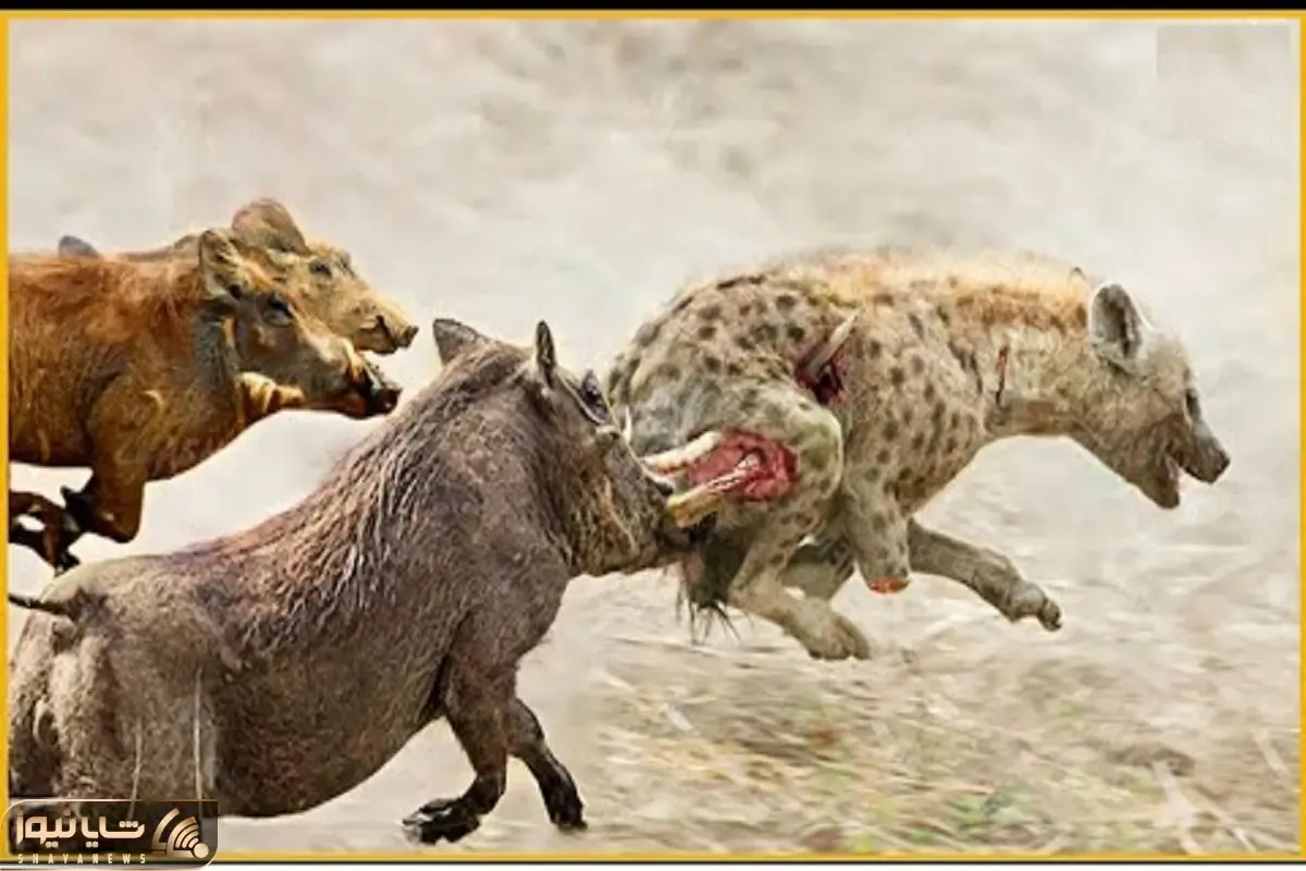 از بدایع حیات وحش؛ خوک شریر برای نجات جون توله‌اش عاجشو فرو کرد تو باسن کفتار