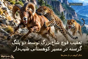 مستند حیات وحش؛ تعقیب قوچ شاخ‌بزرگ توسط دو پلنگ گرسنه در مسیر کوهستانی شیب‌دار