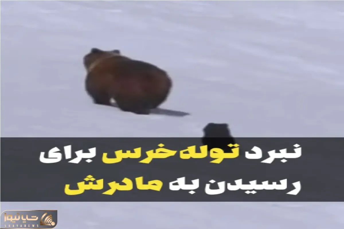 مستند کاوش؛ جاذبه جون توله خرس و میگیره تا برسه به مادرش