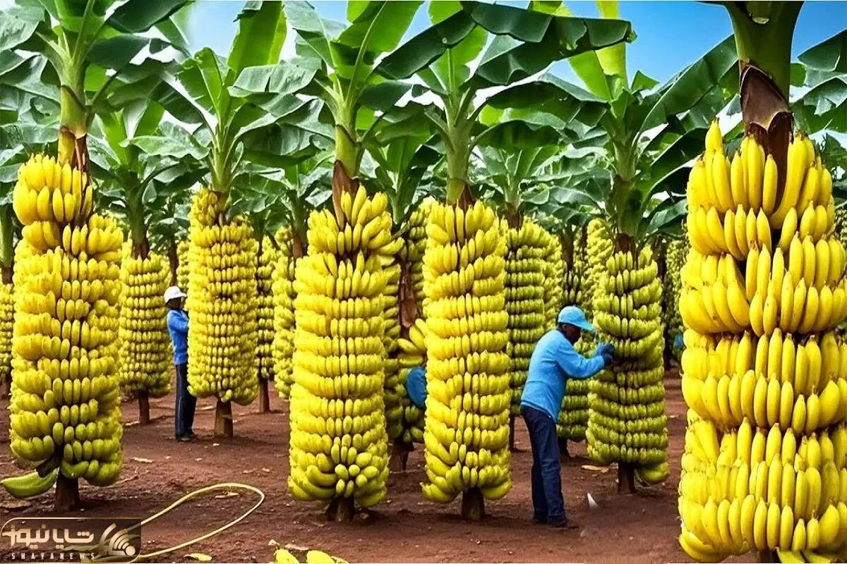 کشاورزی نوین؛ تکنیک های پیشرفته رشد موز باعث افزایش کارایی اقتصادی می شوند