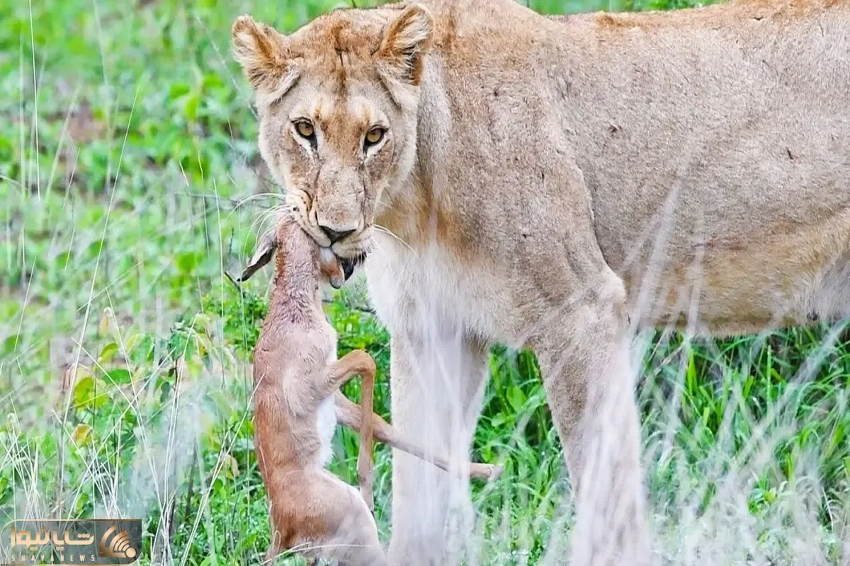 مستند حیات وحش؛ ایمپالا سرش تو دهن شیر آب لمبو شده اما پاهاش می جنبه