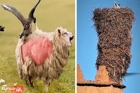 عجایب روزگار؛ گنجشک تمام پشمای گوسفندو کند زخمیش کرد لونه اندازه کامیون ساخت
