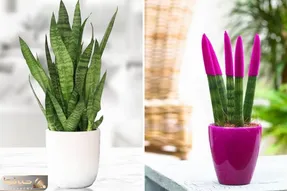 چرا نوک برگ های سانسوریا خشک میشه؟ برگ شمشیری خوشگلی که همیشه سبزِ سبزِ