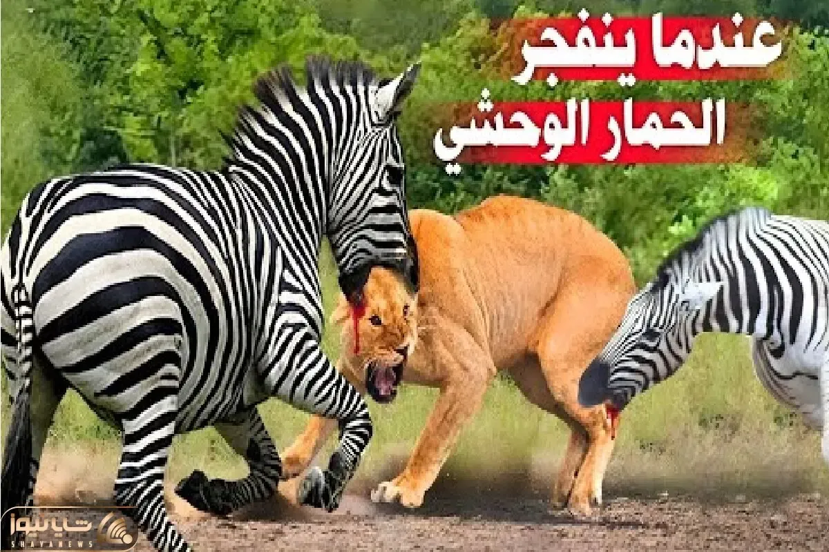 مستند حیات وحش / شیر شریر به خر راه راه قافیه را باخت