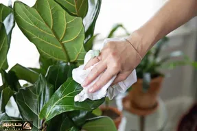 کاشت و برداشت خانگی؛ 4 ترفند برای تمیز کردن برگ گیاهان آپارتمانی خوشگلو براقش کن