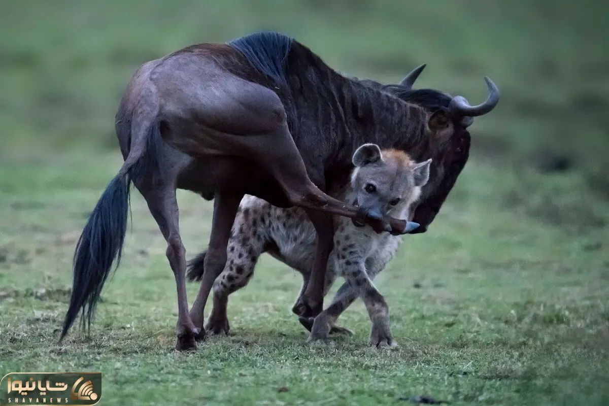 شگفتی های حیات وحش؛ کفتار بی رحم کل یالدار بدبخت رو تا میتونست وحشیانه گاز زد! (ویدیو)