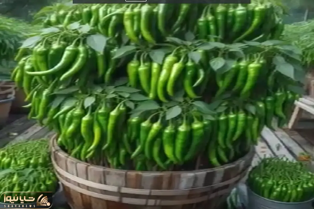 کشاورزی نوین؛ جیگر فلفل ها رو درآوورد دارز به دراز رو خاک گذاشت بار دادن چند ده کیلو