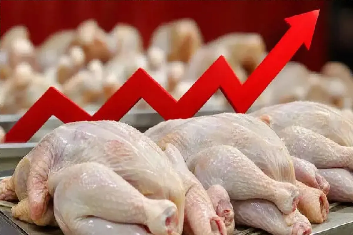 قیمت مرغ امروز پنجشنبه 15 مرداد 1405 / بازار در آستانه گرانی