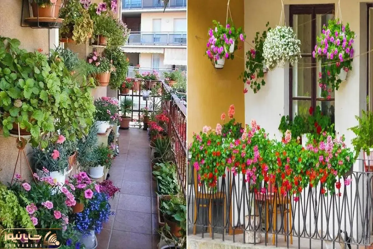 گیاهان آپارتمانی مقاوم در برابر گرما و سرما مختص بالکن در تمام فصول / گلدار و بادوام