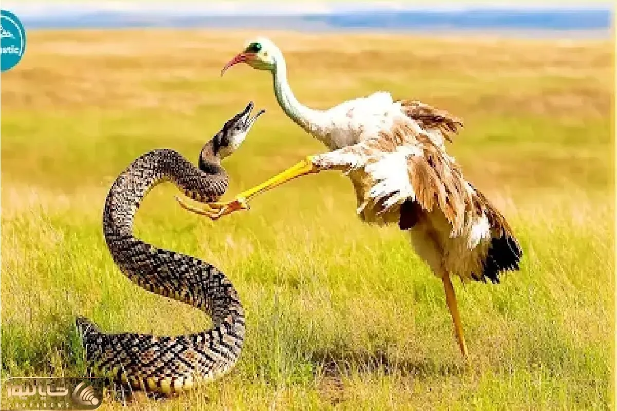 مستند حیات وحش / جدال مذبوحانه پرنده دراز ناز و پیتون دهن گشاد برای بقا