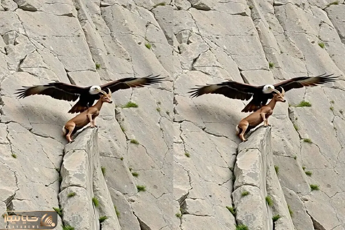 بدایع حیات وحش / فرود اجباری بز کوهی با طرح شوم عقاب برای ناهاری بی‌دردسر