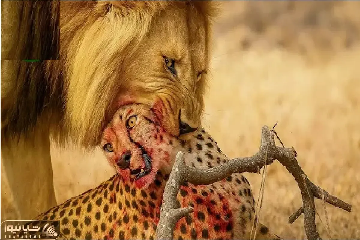 مستند حیات وحش؛ نبرد مذبوحانه شیر و پلنگ برای حفظ حاکمیت