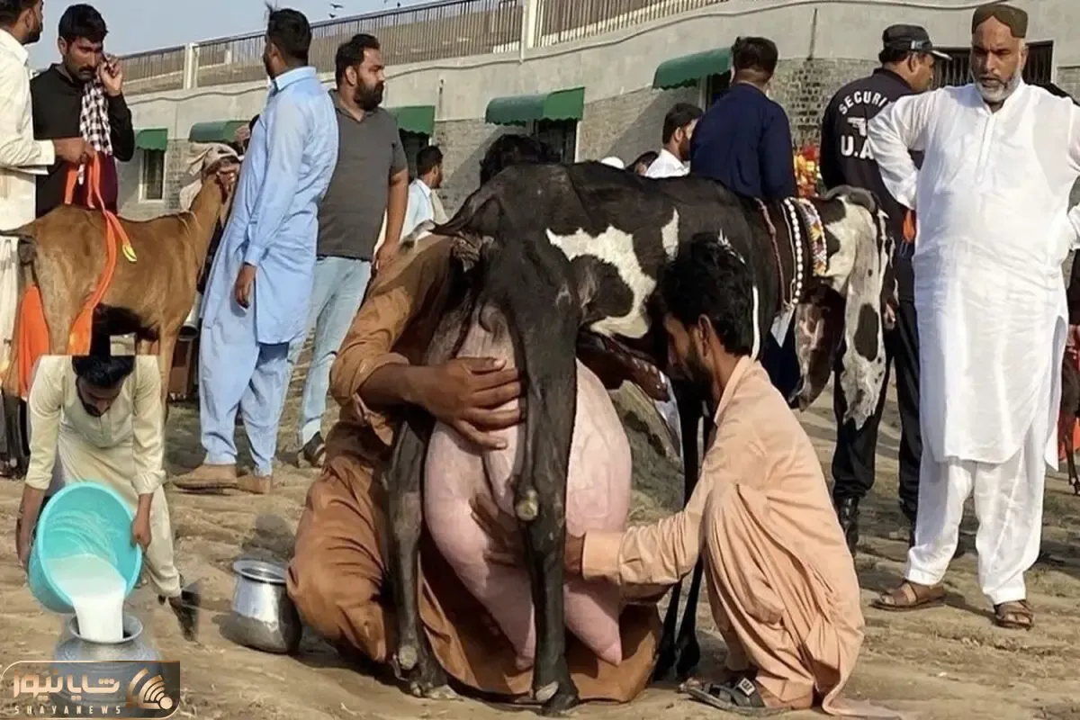 بز باورنکردنی؛ این بز به قدری شیر داد که تو پاکستان می پرستنش