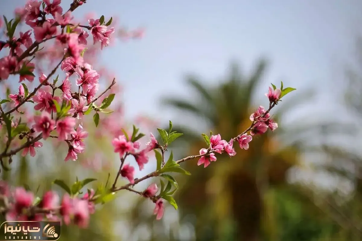 آواز احساسی؛ دختر بچه قند خون ملتو انداخت وقتی آهنگ شکوفه میرقصد از باد بهاری رو خوند