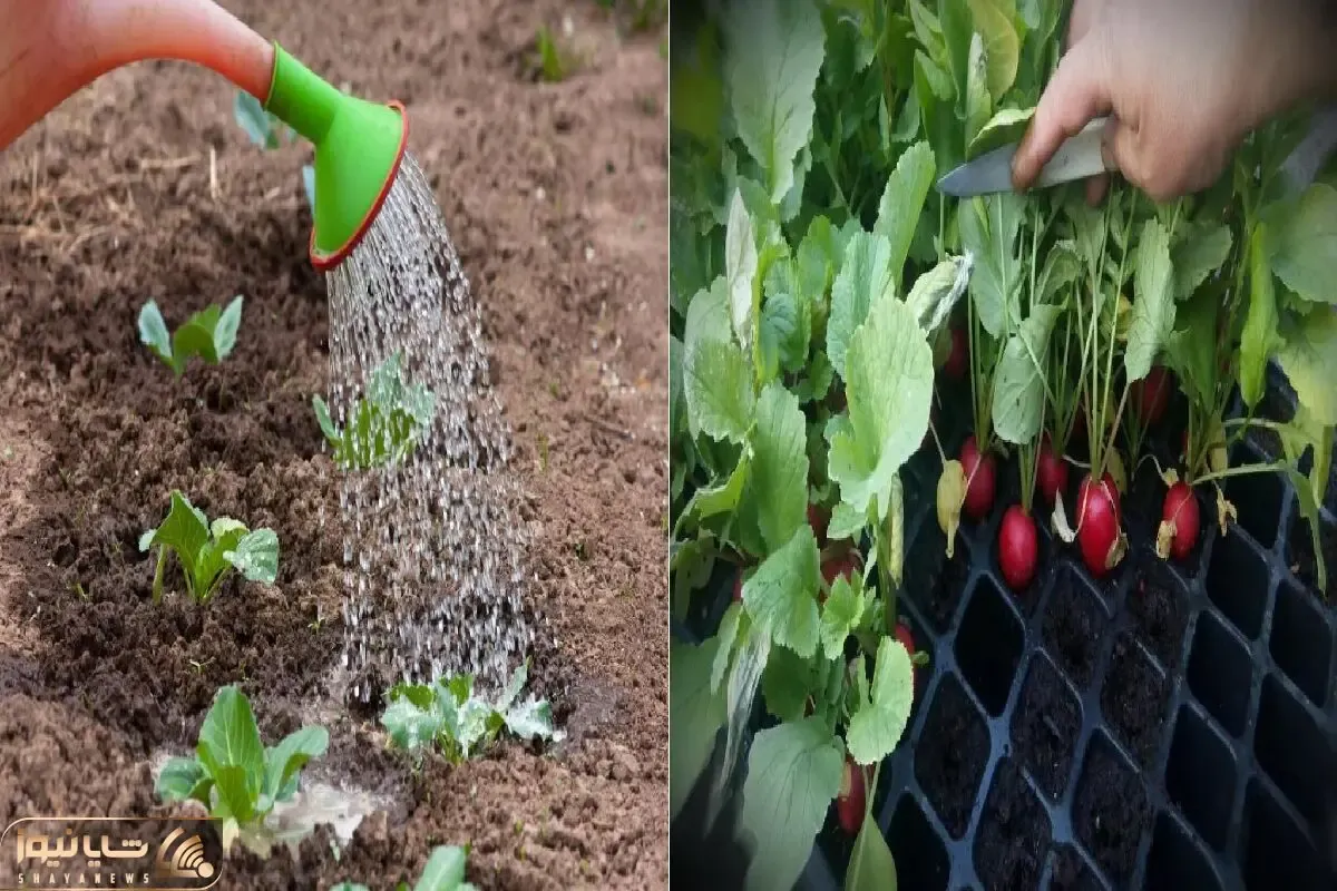 آپارتمانی‌ ها بخونن/ خودت تو گلدون خونه تربچه بکار، سبزی‌ فروش بیکار بشه