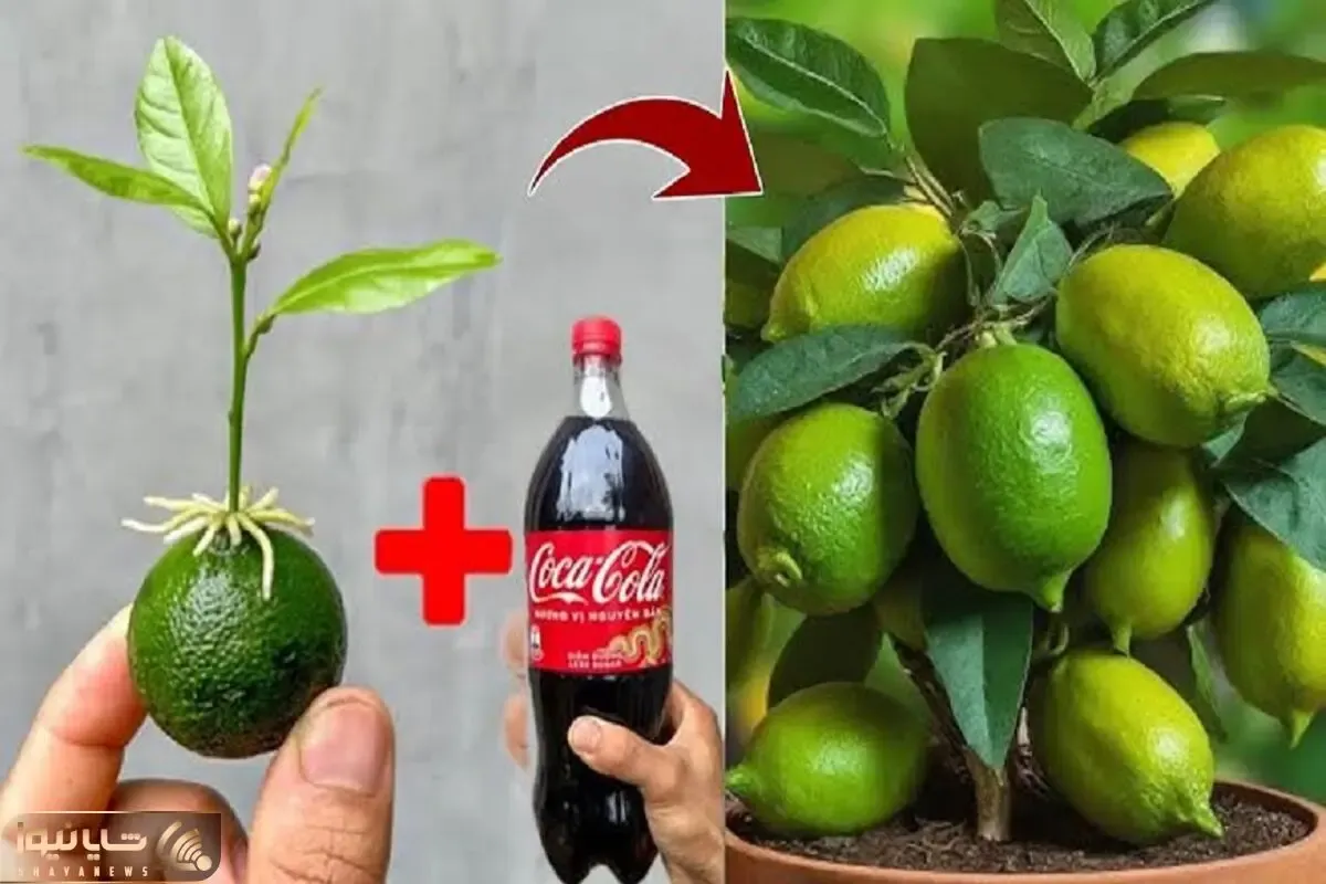کاشت و برداشت خانگی؛ میخوای لیمو بکاری جای آب بذارش تو نوشابه یه عالمه ریشه میزنه