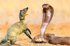 مستند حیات وحش؛ ستیز سبعانه مار و مانگوس برای برتری و بقا