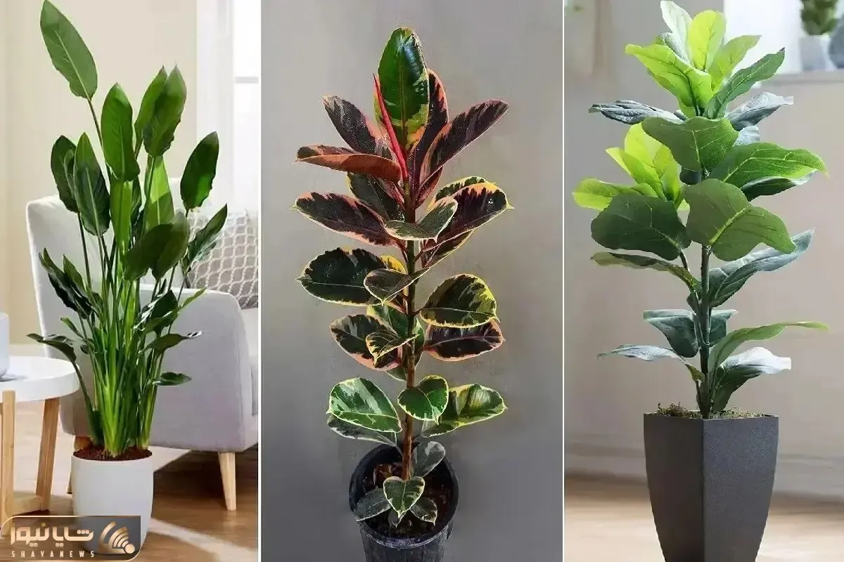 گیاهان آپارتمانی مقاوم در شرایط کم نور؛ خونت 7پله زیرزمین باشه و تاریک اینا رشد میکنن