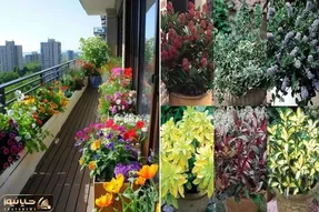 گیاهان آپارتمانی مناسب بالکن در زمستان؛ اینا با سرما و بوران نمیلرزن هیچ گل هم میدن
