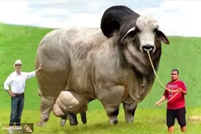 گاوهای باورنکردنی؛ گاو نازنازی سه هزار و 500 کیلو وزن شاخش پهن رشد کرده