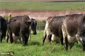گاوهای باورنکردنی؛ گاوی که اینقدر حجم شیرش زیاده می خواد راه بره تلو می خوره