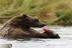 جذابیت حیات وحش؛ رودخونه انقدر ماهی داره خرس به خودش زحمت تکون خوردن نمیده
