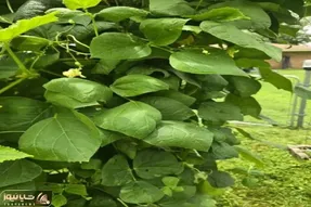 بازی فکری؛ نیم درصد آدما اونم به سختی تونستن عنکبوت تو تصویرو پیدا کنن