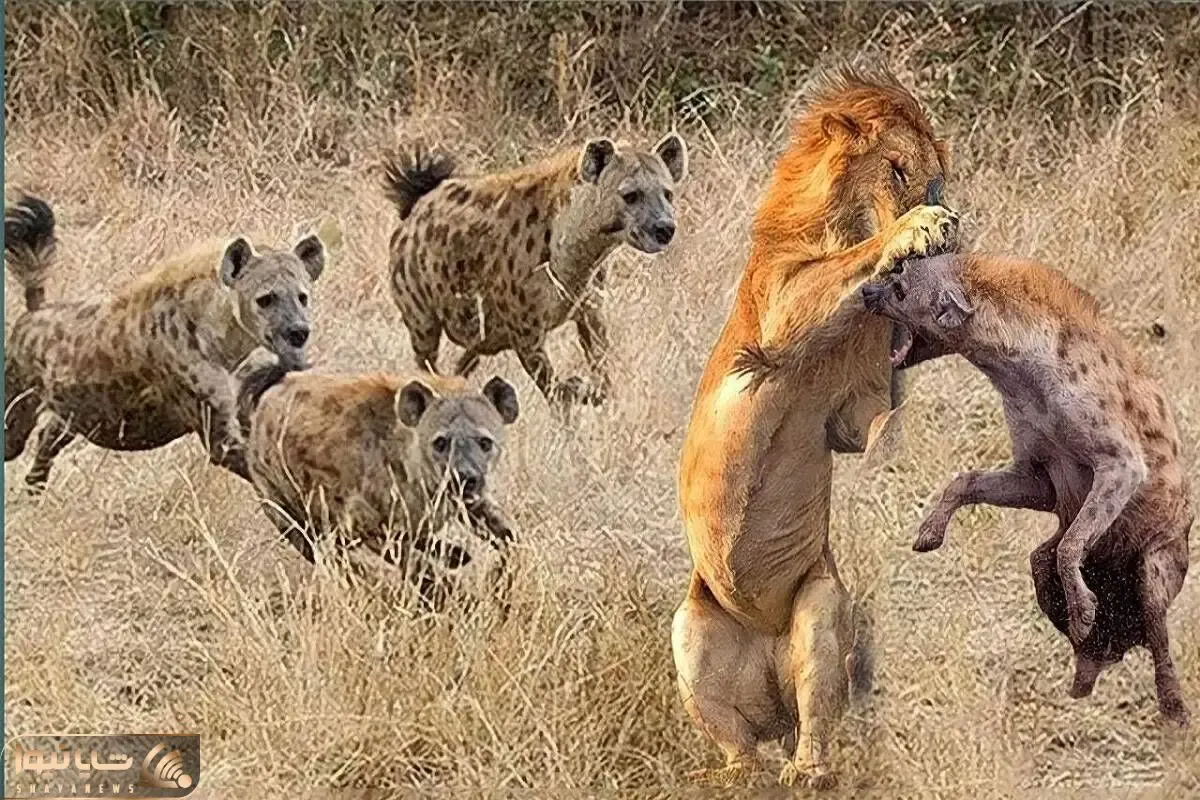 بدایع حیات وحش / جدال ددمنشانه شیر و کفتار برای زنده ماندن
