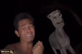 خرها رو دست کم نگیرید/ طرف با خرش درد و دل میکنه جوری اینو دلداری داد از آمیزاد بهتر